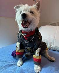 VGK fan favorite therapy dog Bark-Andre Furry dies at 14
