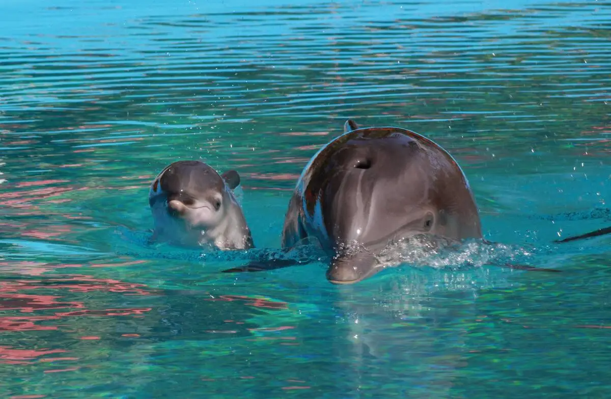 Another Dolphin Dies at The Mirage