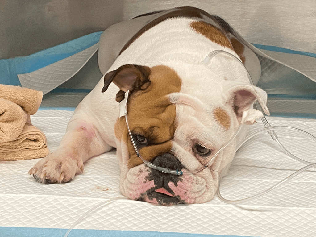 Las Vegas Stiffens Penalties for Animal Abandonment: Will Tougher Laws Deter Neglect?